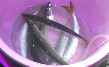 カマス爆釣！そして外道は大物